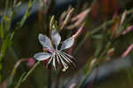 gaura